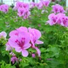 Pelargonium
